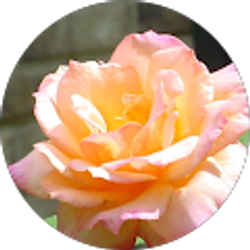 Profile photo of jcasey528