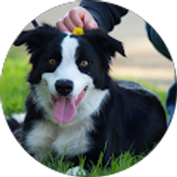 Profile photo of James Wang