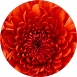 Profile photo of Jessica Romandetti