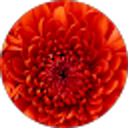 Profile photo of Jessica Romandetti