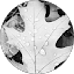 Profile photo of Stephanie Krupicka