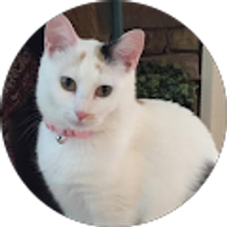 Profile photo of Darleen Whitener