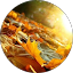 Profile photo of Dawn Lundberg