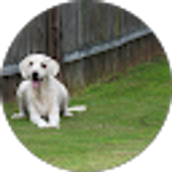 Profile photo of Bal Mann