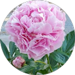 Profile photo of Anita Dalisa