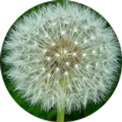 Profile photo of Cindy Cruz