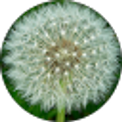 Profile photo of Cindy Cruz