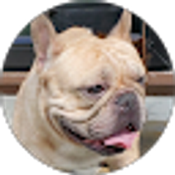 Profile photo of DFB dejesusfrenchybulldog