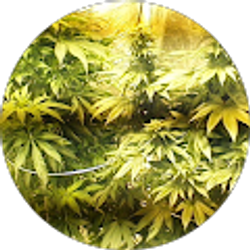 Profile photo of jadon debri