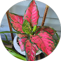 Profile photo of Breana Mendoza