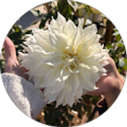 Profile photo of Daniela Soto