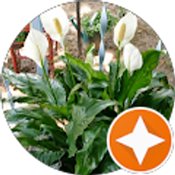 Profile photo of Maggie Morris