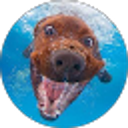 Profile photo of Nel Rosario