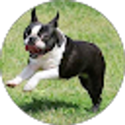 Profile photo of savatageam