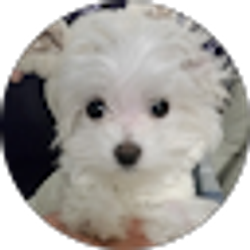 Profile photo of Mimi Jeong