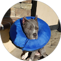 Profile photo of ricardo chavez