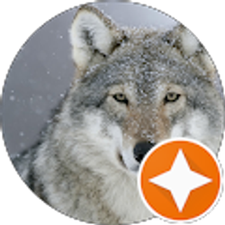 Profile photo of Edgy wolf dad