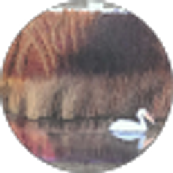 Profile photo of Bernie O