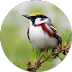 Profile photo of Emma Becht