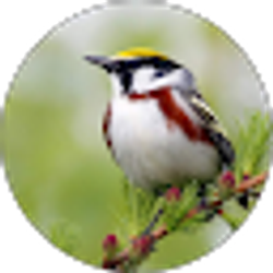 Profile photo of Theo Blaze