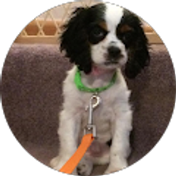 Profile photo of robert Krakow