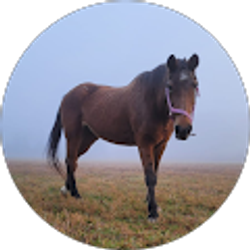 Profile photo of Nory Aldama