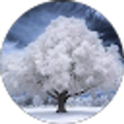 Profile photo of Tammy Spruce