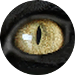 Profile photo of DreamingWarrior