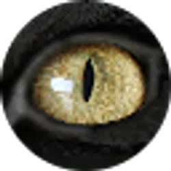 Profile photo of DreamingWarrior