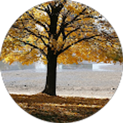 Profile photo of Tawanda Mack