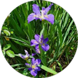 Profile photo of Flores