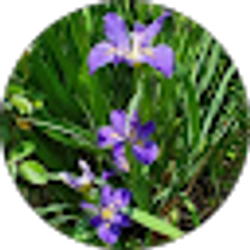 Profile photo of Flores