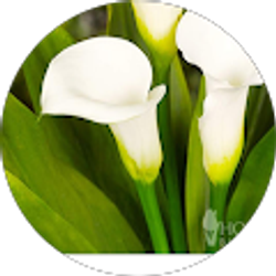 Profile photo of h h