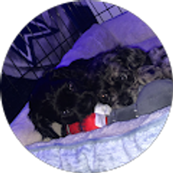 Profile photo of Jamiel Pecina