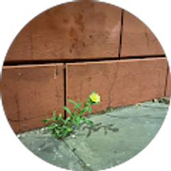 Profile photo of Dena Tenuta