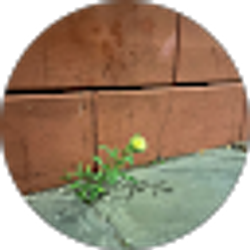 Profile photo of Dena Tenuta