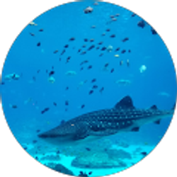 Profile photo of Garrett Flaherty