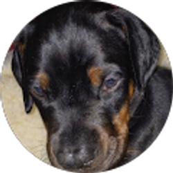 Profile photo of Pam Cozort