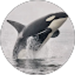 Profile photo of Mehmet Turker