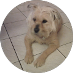 Profile photo of German Morales