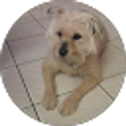 Profile photo of German Morales