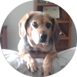 Profile photo of Ronald Hoffman