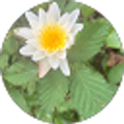 Profile photo of Rosa Alba