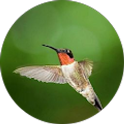 Profile photo of Tammy Cross