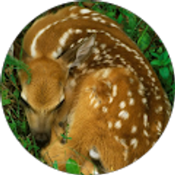 Profile photo of Wild Ones