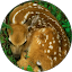 Profile photo of Wild Ones