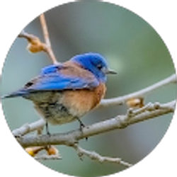 Profile photo of Jill Casey