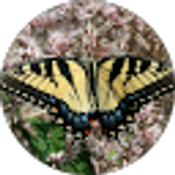 Profile photo of Mary Carton