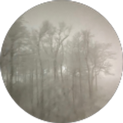 Profile photo of alayna wilcher