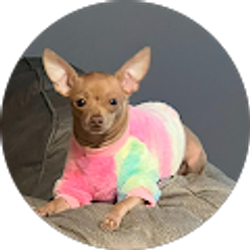 Profile photo of Jesus Sayago